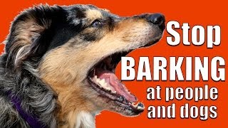 How to TEACH ANY DOG NOT to BARK at Other DOGS and PEOPLE on a Walk [upl. by Une]