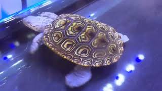 Diamondback Terrapins [upl. by Atnima]