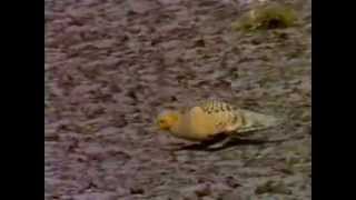 Pallass Sandgrouse Shetland 1990 [upl. by Spark]