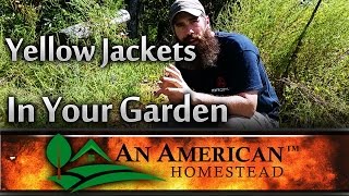 What to do with Yellow Jackets in your Garden  An American Homestead [upl. by Lehman]