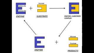 Mechanism of Enzyme Action [upl. by Ynnej]