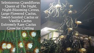 🌷107How to Grow Extremely Rare Selenicereus GrandiflorusNightblooming largeflowered cactus Stem🌻 [upl. by Ardnoek]