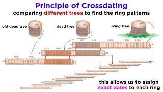 Core Principles and Concepts of Dendrochronology [upl. by Aros]