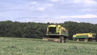 Pea Harvesting with 3x Ploeger EPD 520 in east Germany [upl. by Nomahs810]