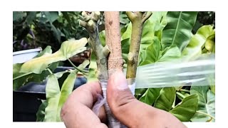 Unique Method to Graft 2 Mango Buds onto 1 Stem Simple and Effective Technique [upl. by Idnerb]