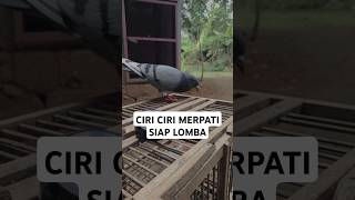 Ciri ciri merpati siap lomba merpatiku merpati merpatikolong merpatikolongmeja pmti [upl. by Elisee]