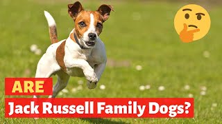 Are Jack Russell good family dogs Should you pet this breed of dogs [upl. by Annauqahs336]