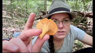 Where can I hunt chanterelles Mushroom hunting rules amp habitats  Cantharellus velutinus deep dive [upl. by Oenire495]