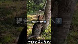 【予約不要キャンプ場】 フィッシング キャンプ 絶景キャンプ場 無料キャンプ場 ブッシュクラフト 野良猫 猫とキャンプ 猫 オートキャンプ [upl. by Nove594]