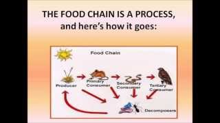 The food chain song [upl. by Hort]