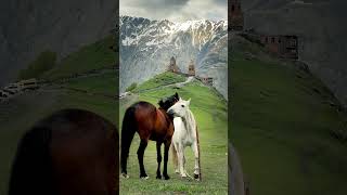 horse landscape horselover horsefan canonphotography travel travelvlog love short shorts [upl. by Loreen]