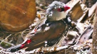 Diamond Firetail  Exotic Birds [upl. by Athenian]