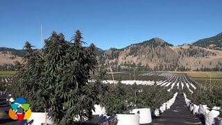 Massive 60 acre cannabis growing operation [upl. by Nosnaj482]