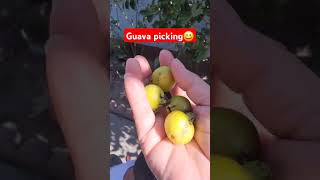 Guava picking sa OXNARDCAA [upl. by Beatrix]