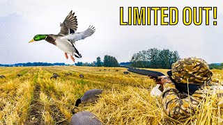 SOLO 410 DUCK HUNT CHALLENGE Banded Mallard [upl. by Jordana]