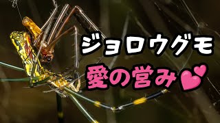 【閲覧注意】ジョロウグモの愛の営み【レヂヲのいきもの図鑑 ジョロウグモ 交接 自然観察 】 [upl. by Amias465]