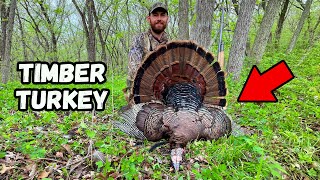 BIG WOODS Turkey Hunting  Gobblers who go the OTHER WAY [upl. by Romain]