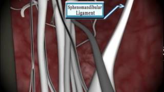 An Animated Tour of the Inferior Alveolar Nerve Block Injection [upl. by Urien]