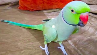 Chatterbox Talking Parrot Speaking On Room Sofa [upl. by Jegger]