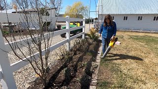 Pruning My Coralberry amp Flower Bed Maintenance ✂️💚  Garden Answer [upl. by Aztilay]