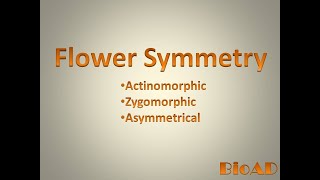 Flower symmetry II Actinomorphic zygomorphic asymmetrical [upl. by Ulani629]