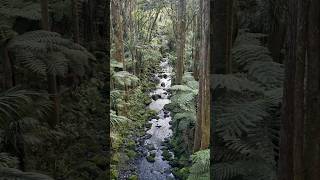 A H Reed Memorial Kauri Park Whangarei New Zealand [upl. by Leicester]