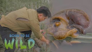 Chinese softshell turtle eats the golden snail in Quezon  Born to be Wild [upl. by Deuno419]