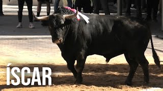 Íscar 2024 Suelta de Dos Toros de Cajón [upl. by Kora]