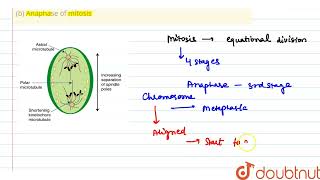 With the help of labelled diagram explain the following  b Anaphase of mitosis  CLASS 10 [upl. by Hairahcaz]