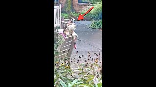 Hawk Eats Squirrel in Neighbours Backyard [upl. by Aivan]