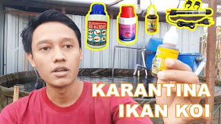 Tips Karantina Ikan Koi Tidak Perlu Memakai Obat Bermacammacam [upl. by Gypsie563]