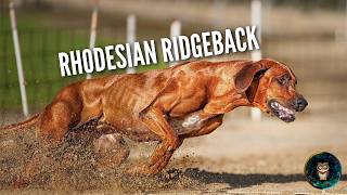 Rhodesian Ridgeback 🦁 The Dog That Hunts Lions [upl. by Arrak]