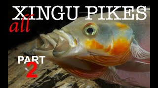 Pike cichlids Crenicichla habitat guide Xingu pikes in nature and the aquarium Part 2 [upl. by Aihsekan761]