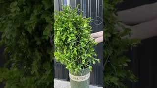 DIY Topiary Garden Topiary Rabbit Shaping with Live Boxwood Foliages [upl. by Assyle]