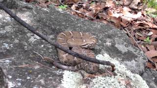 Ridgenosed Rattlesnake [upl. by Mrots]