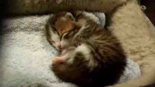 sleeping baby cat kitten [upl. by Boatwright]