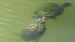 Male Redeared Slider turtle tries to woo a female [upl. by Chapen]