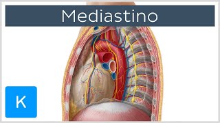 Mediastino estrutura conteúdo e órgãos  Anatomia Humana  Kenhub [upl. by Debee]