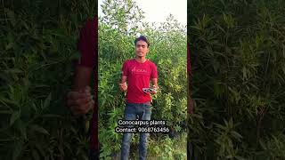 Conocarpus plants timber indoorplantnursery gardenplants nursery india [upl. by Lamar]