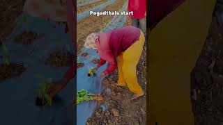 Maa Babai mamulodu kaadhu sir vammo farmer farming funny trending shorts [upl. by Auhel]