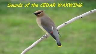 CEDAR WAXWING Sounds  Call  Song  Whistle  Nature Shared [upl. by Atiuqahs]