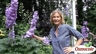 3 Tips for Growing Delphiniums [upl. by Lirpa895]