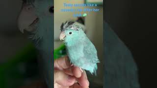 Tealy squeeze toy sounds after bath [upl. by Xila]