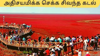 Red Beach in China  Panjin  Explore with Shanas [upl. by Anai836]