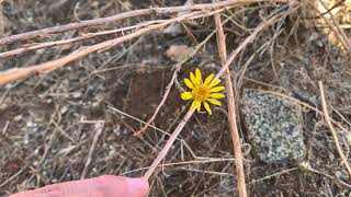 Rush like bristleweed Xanthisma junceum a rare plant CNPS 43 [upl. by Euqinobe]