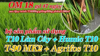 OM 18 gd 47 ngày  sau quy trình sử dụng T10 Lùn Cây và Humic T10 [upl. by Llekcor]