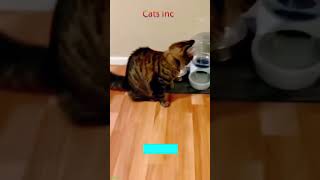 Cute Cats 😅 animals 😼 CatsInc Part 4131 [upl. by Beverle]