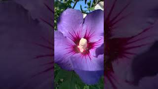 Hibiscus syriacus explored by ants thats how Im feeling shrubs ants landscaper garden [upl. by Zednanreh348]