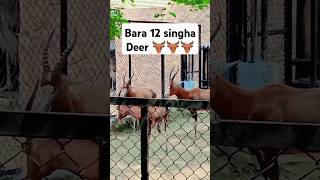 Beautiful bara singhaorDeer Animal bara12singha12 singha Deerbarkingdeer urbandeerwhitetaildeer [upl. by Rachelle954]