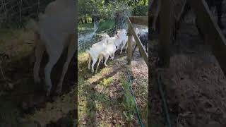 Fall Is A Fantastic Time Of Year To Use Goats For Targeted Grazing [upl. by Raquel]